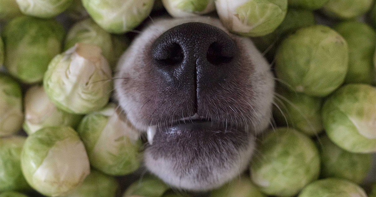 Can Dogs Eat Brussels Sprouts? Yes – But They Can Cause ...