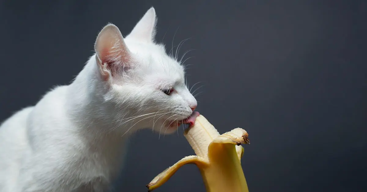 Can Cats Eat Bananas? Yes, But Most Won't - Pumpkin®