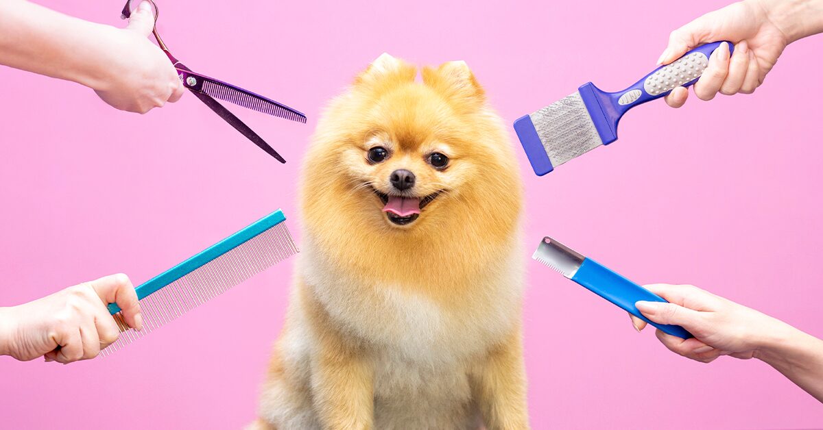 The Top 10 Dog Hairstyles - Pumpkin® The Top 10 Dog Hairstyles - Pumpkin®