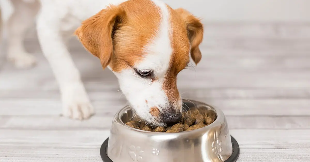 is it ok to give a puppy chicken