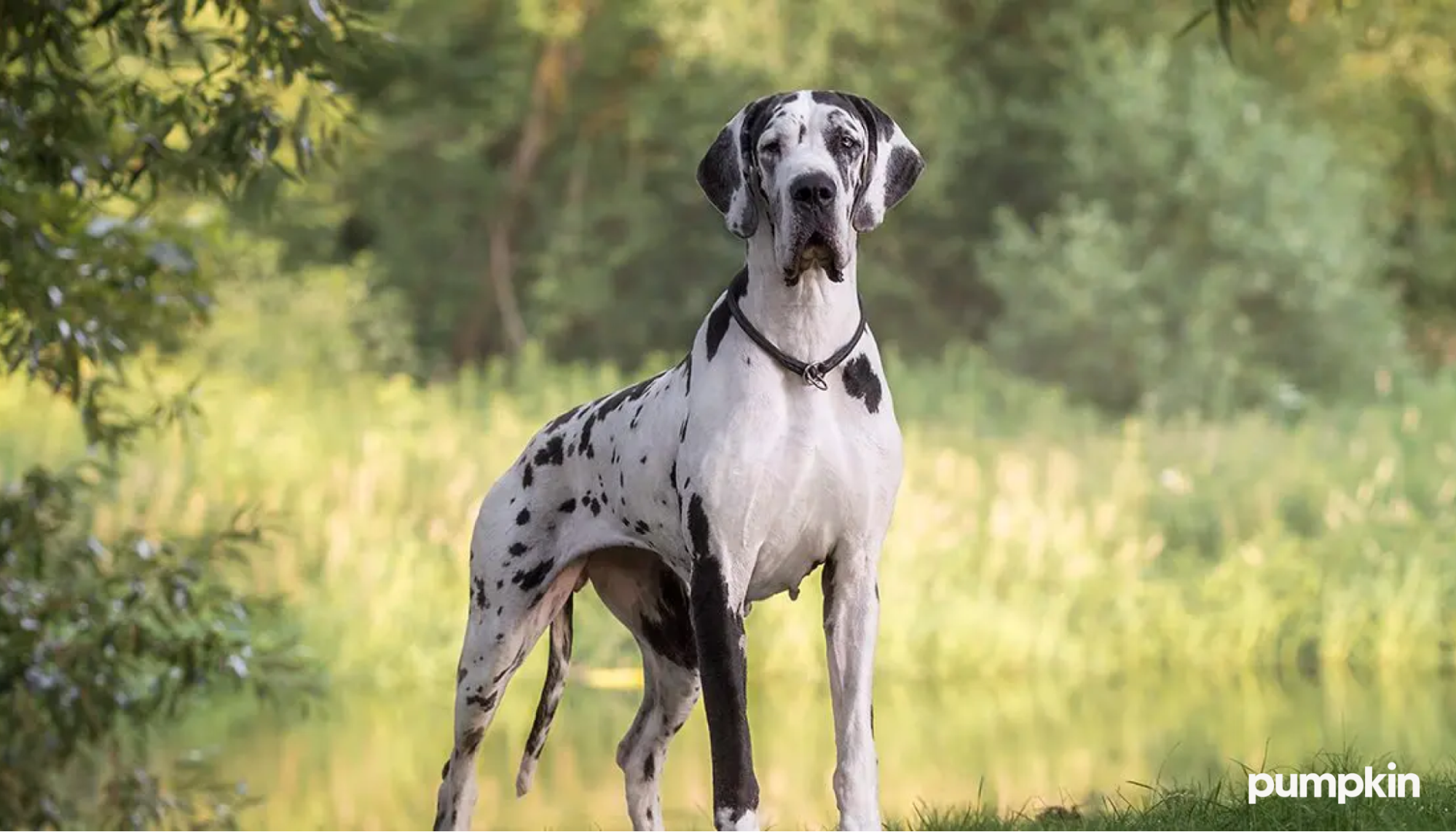 10 largest dog breeds discount