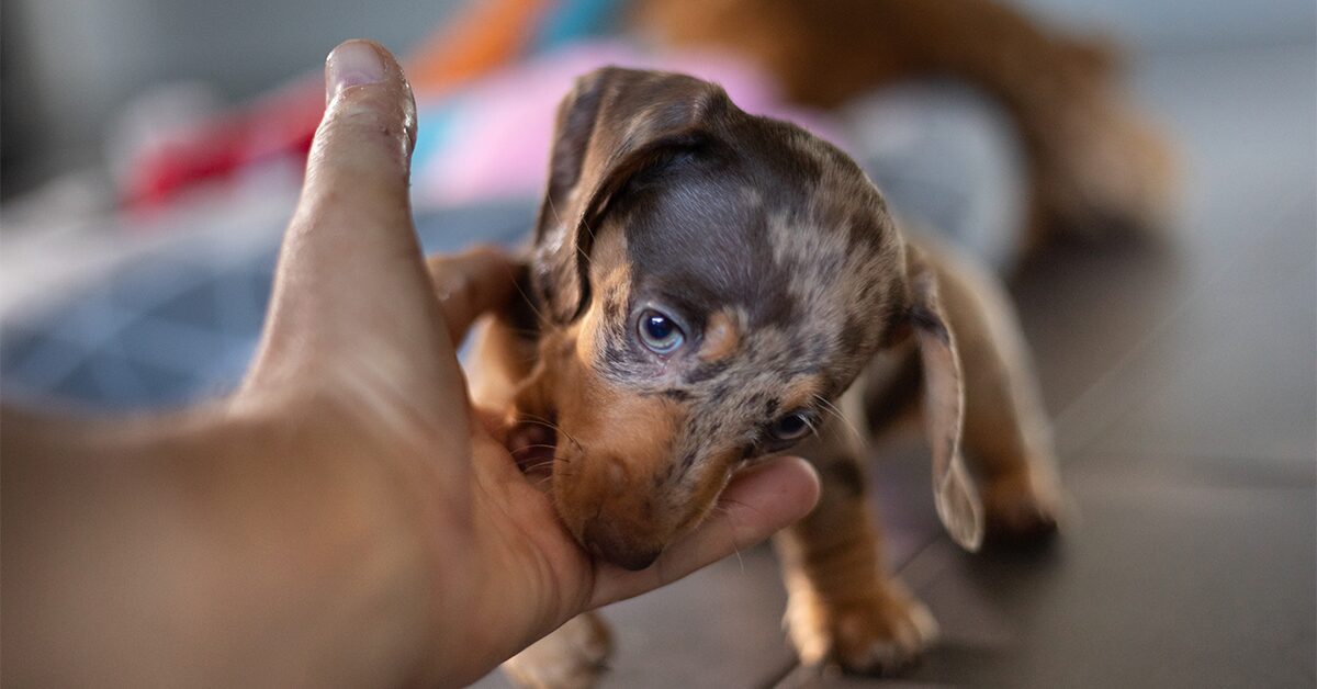 does teething put puppies off their food