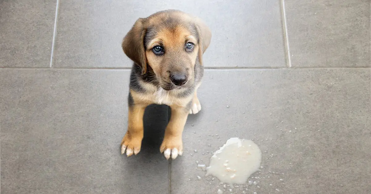 can puppy teething cause vomiting