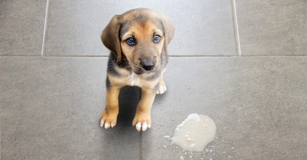 why is my dog throwing up everything she eats