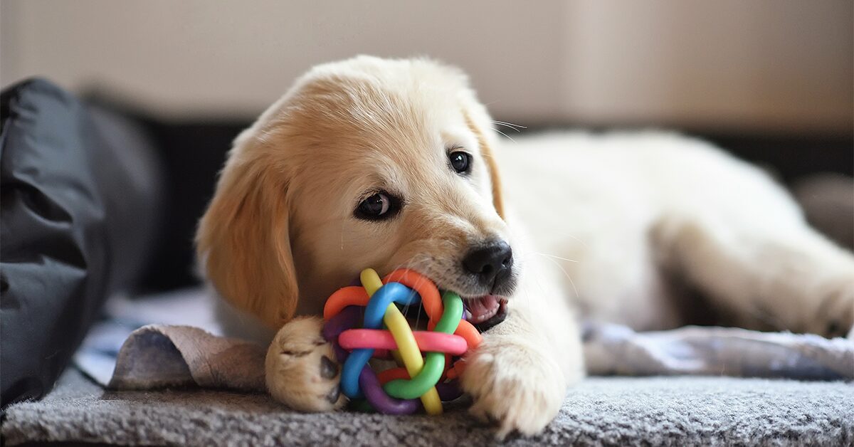 what toys should i get my puppy