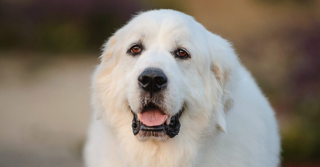 great pyrenees dog with brown eyes