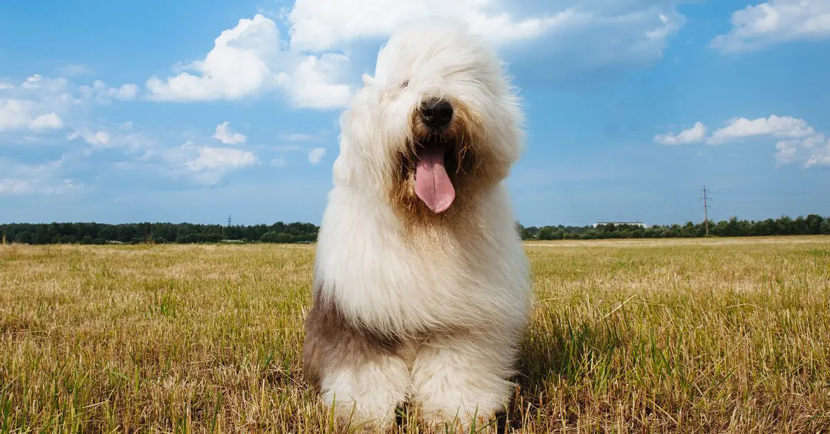 Meet the World's Fluffiest Dog Breeds - Pumpkin®