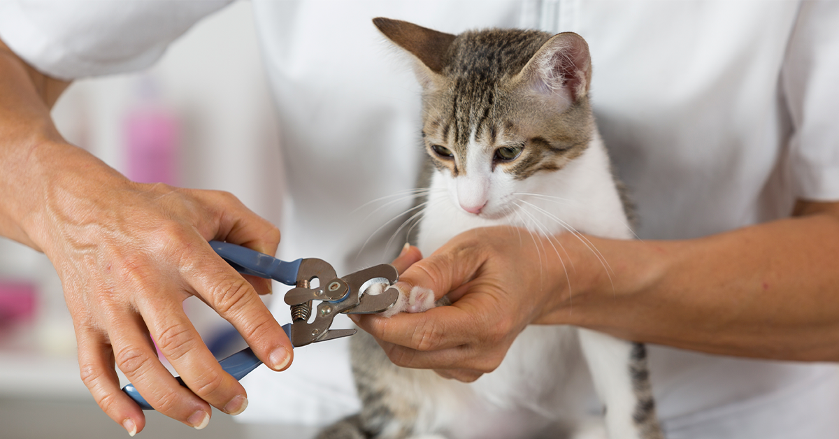 How to Trim a Cat's Nails: The Step-by-Step Guide - Pumpkin®