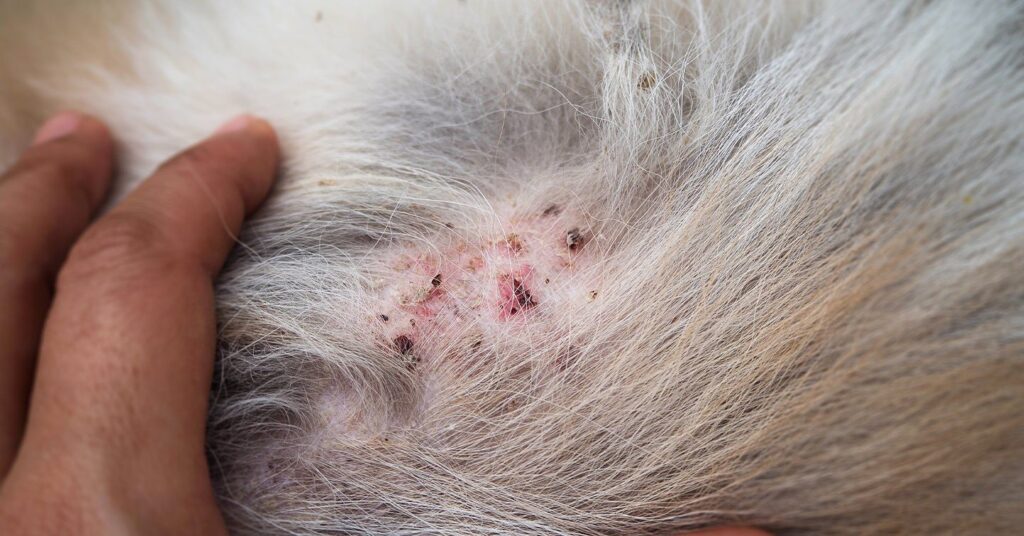 are dog skin infections contagious to other dogs