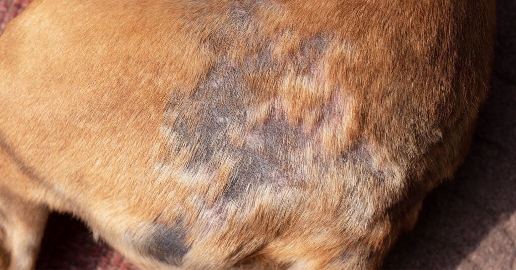 are dog skin infections contagious to humans