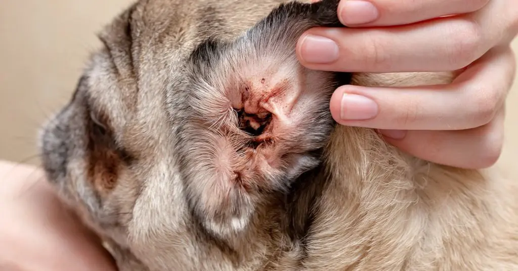 Mites under dogs store skin