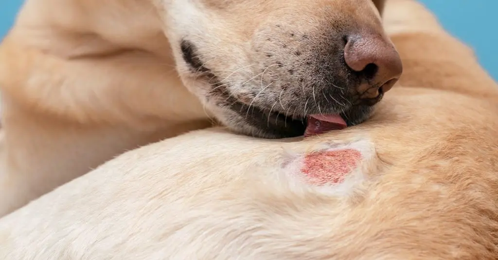 are dog skin infections contagious to humans