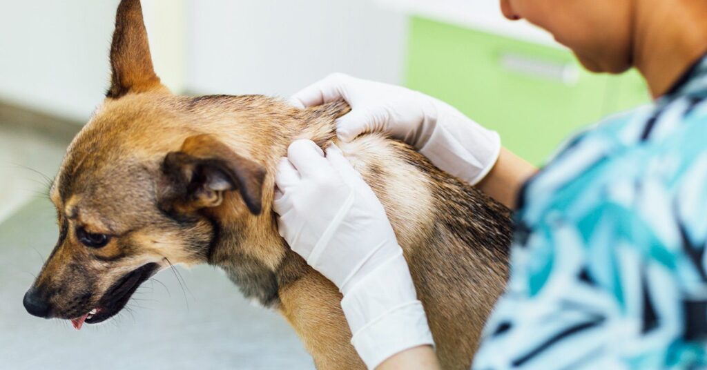 vet-treating-skin-problem_skin-problems-in-dogs