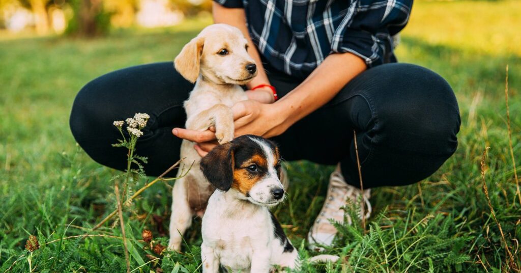 how to help puppy adjust to new home