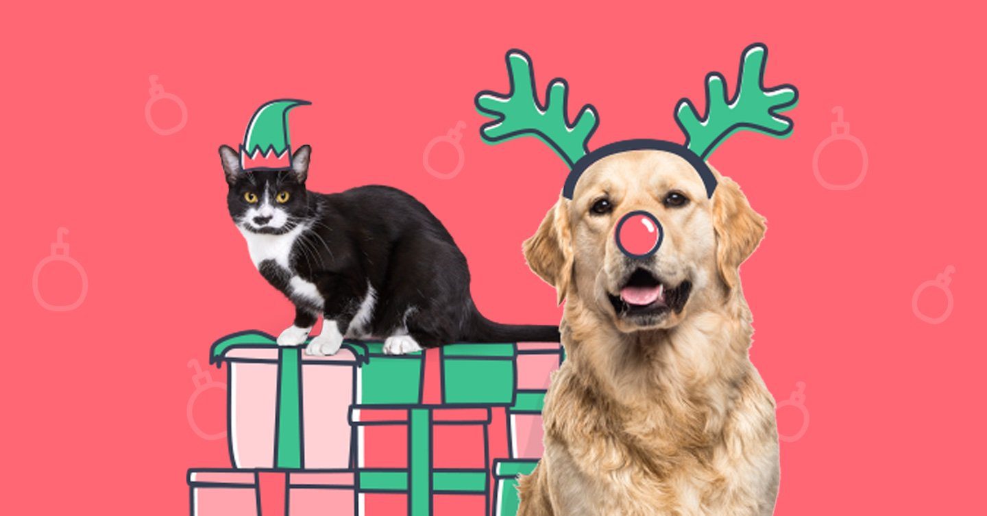 The Top 20 Christmas Gifts for Your Pet of 2021 - Pumpkin®