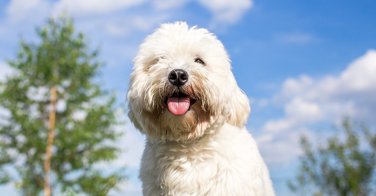 is coton de tulear a good family dog