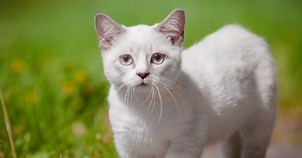 Kids with cats have more than double the risk of developing