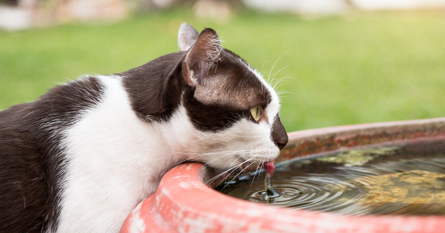 can dogs get giardia from cat poop