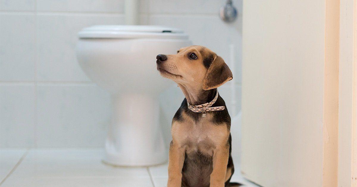 how to treat a female dog urinary tract infection