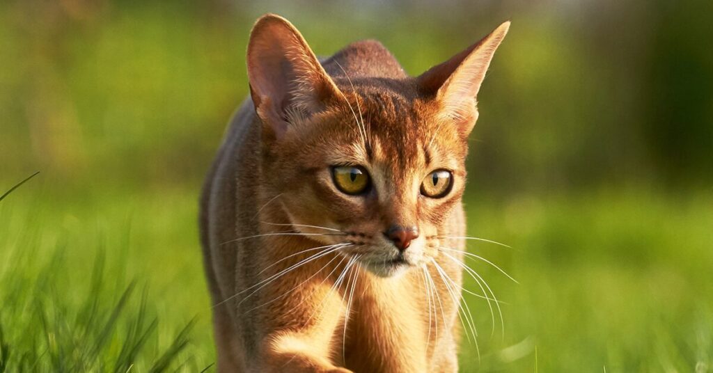 abyssinian-cat_best-cats-for-kids