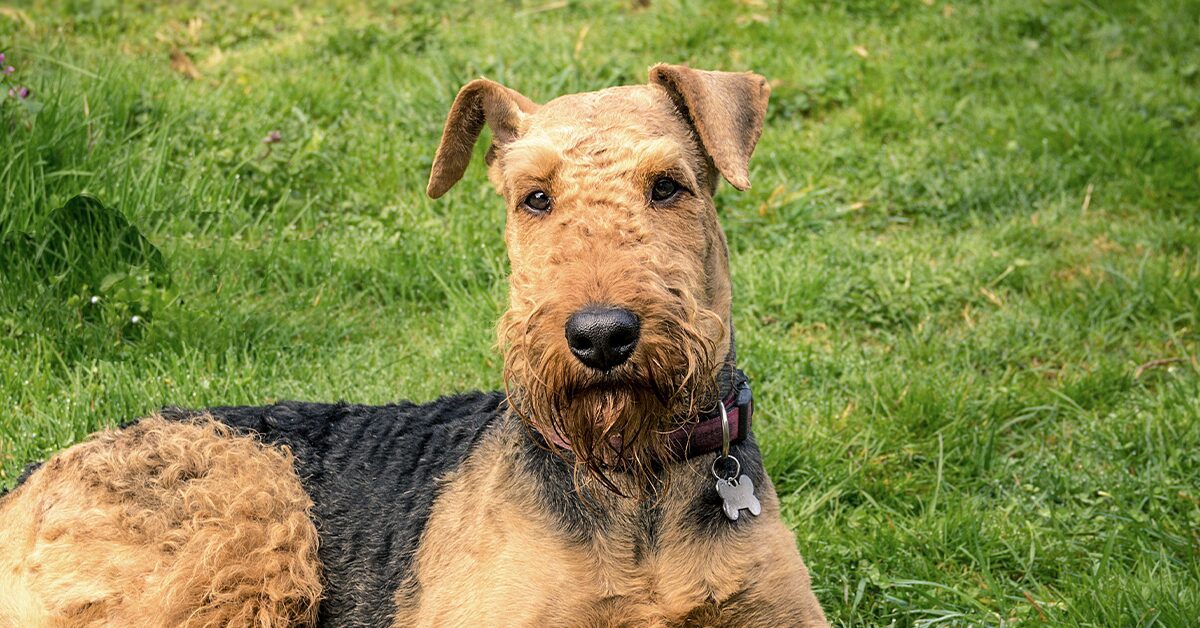 can a airedale terrier and a great dane be friends