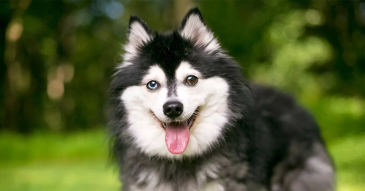 Alaskan Klee Kai Dog Breed Information & Characteristics