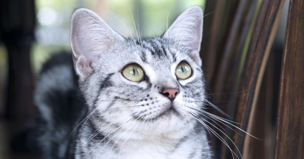 american-shorthair_best-cats-for-kids
