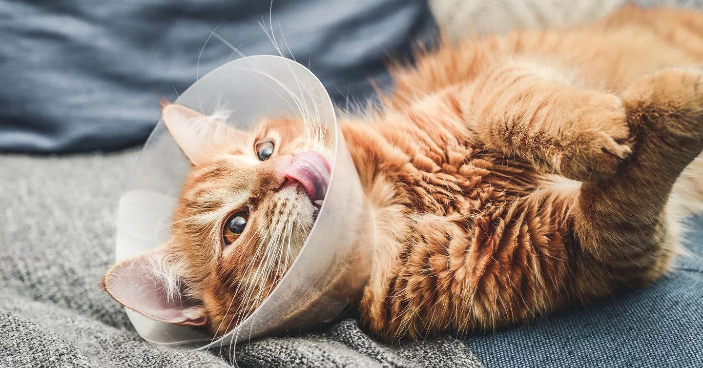 How to Care for Your Cat After Spaying or Neutering