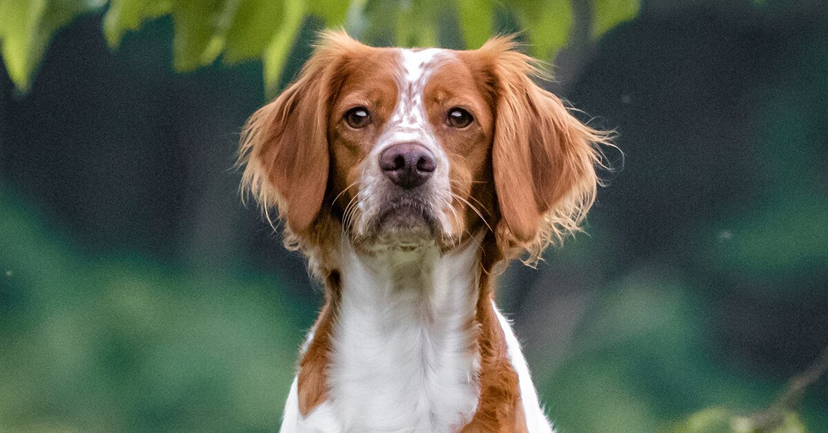 are brittany dogs friendly