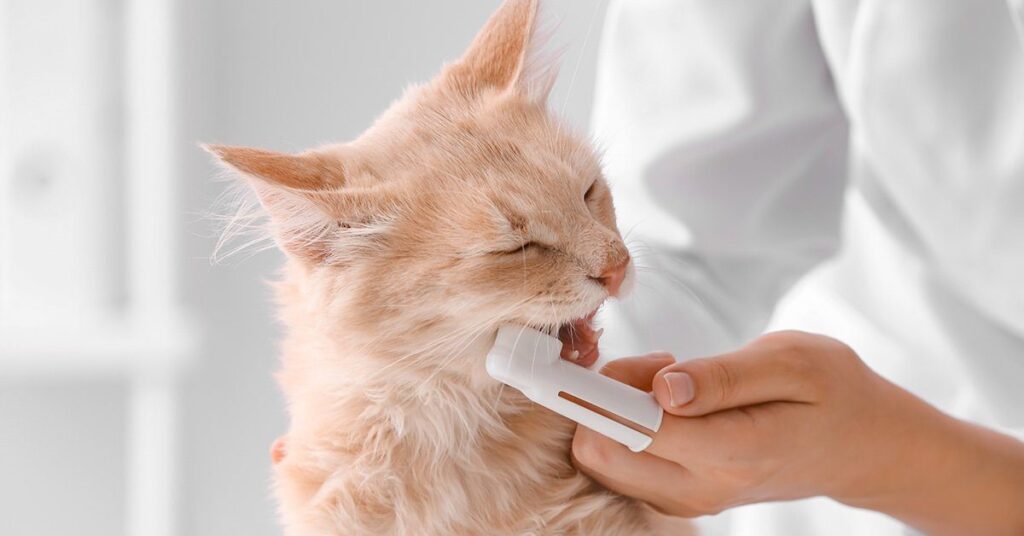 brushing-cat-teeth_cat-teeth-cleaning
