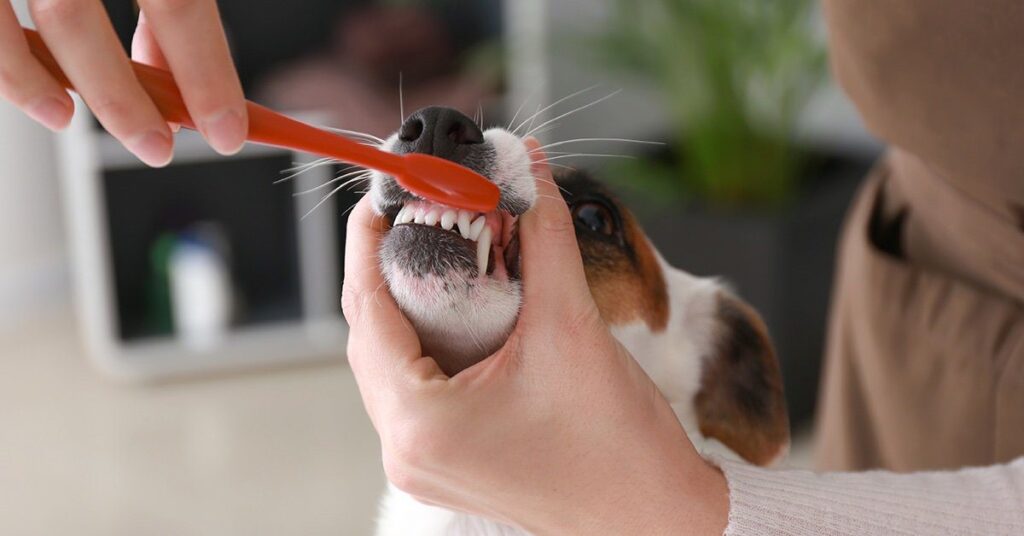 close-up view of brushing a dog's teeth