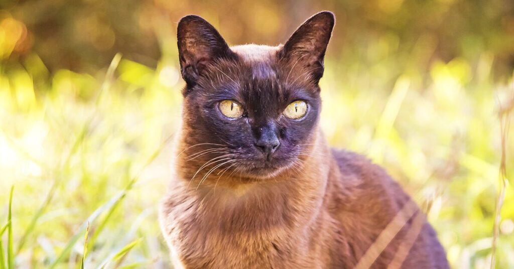 burmese-cat_best-cats-for-kids