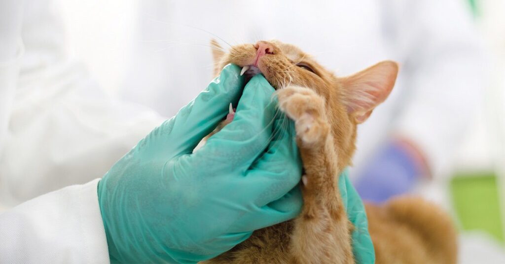 cat-at-the-vet_cat-teeth-cleaning
