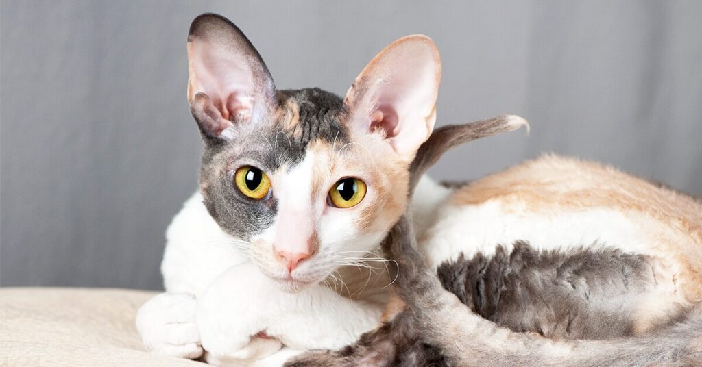 cornish-rex_best-cats-for-kids