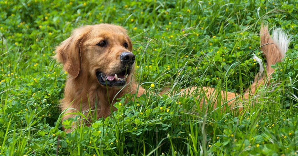dog-in-grass_how-to-get-a-tick-off-dog