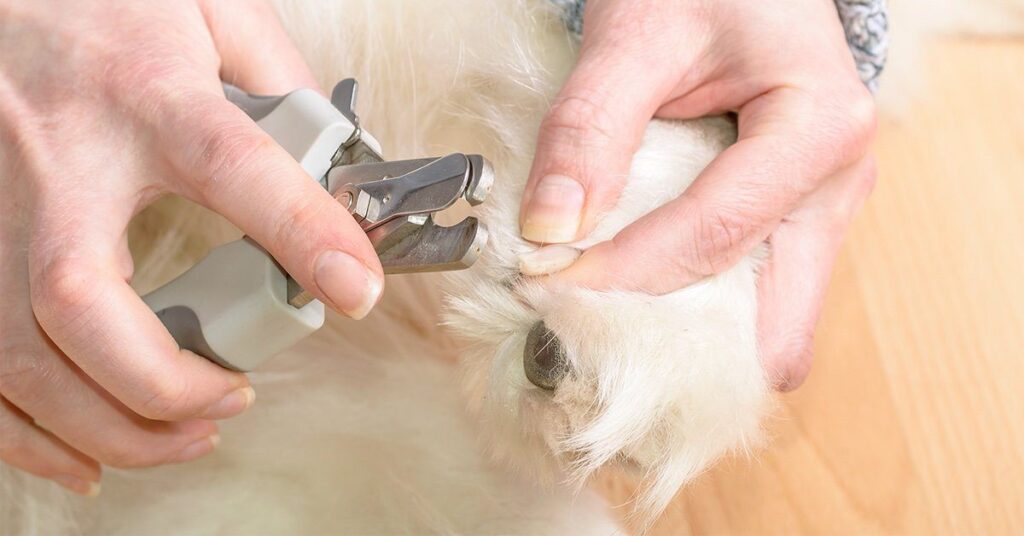 How To Cut Your Dog's Nails: A Step-by-Step Guide - Pumpkin®