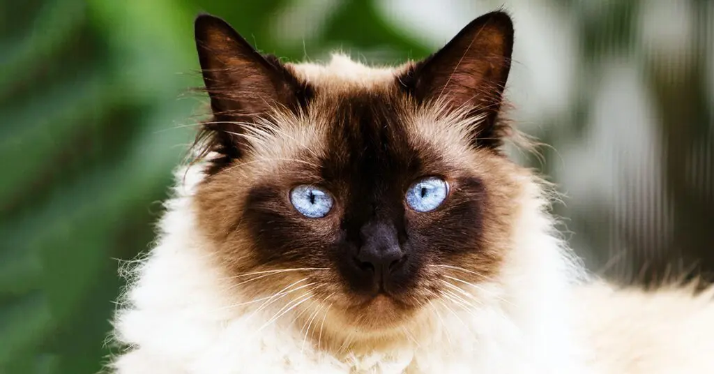himalayan-cat_best-cats-for-kids