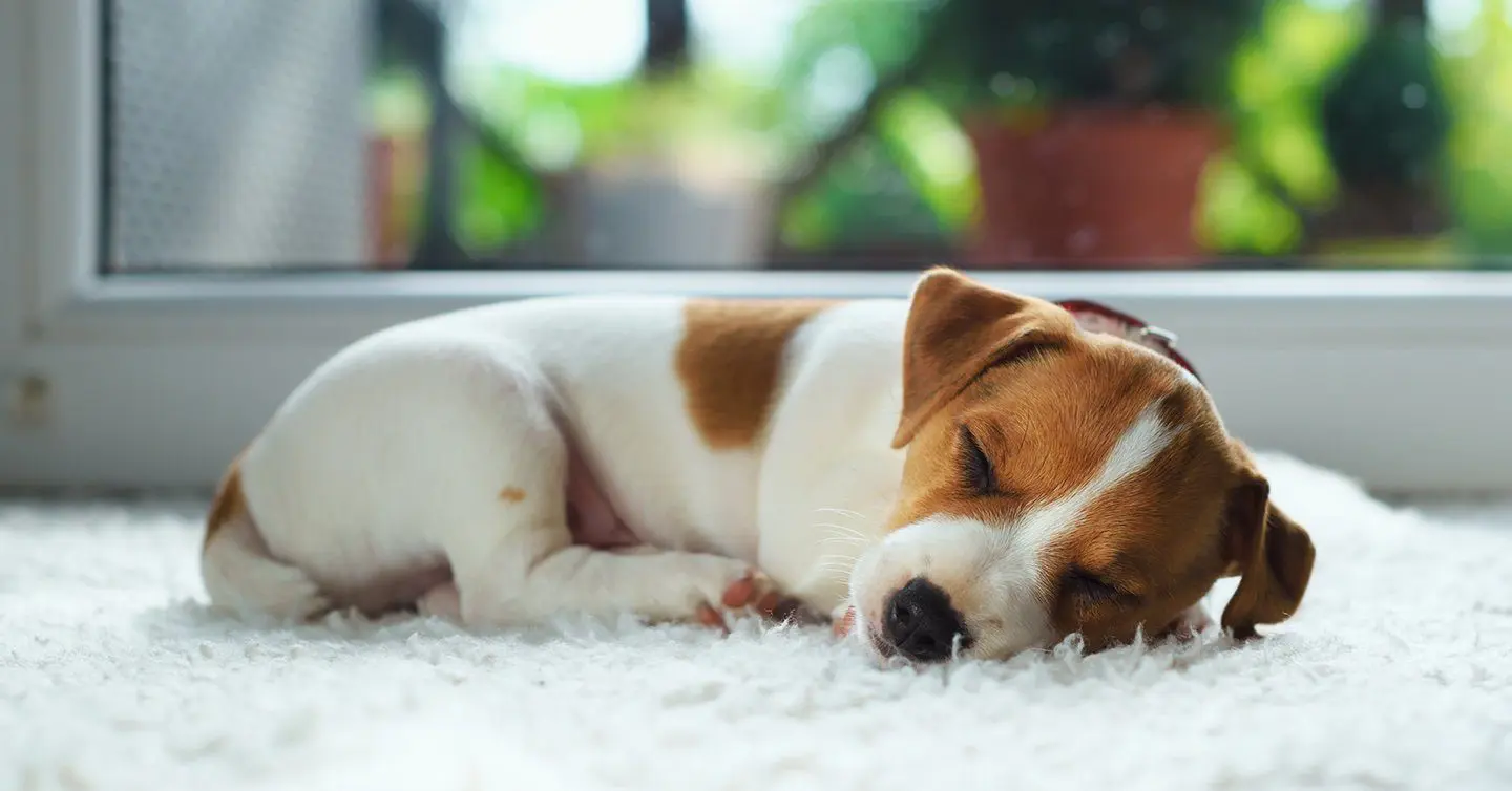 How Much Do Puppies Sleep? - Pumpkin® Pet Insurance