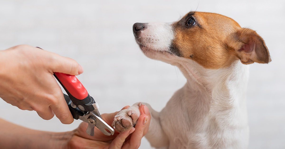 How To Cut Your Dog's Nails: A Step-by-Step Guide - Pumpkin® How To Cut Your Dog's Nails: A Step-by-Step Guide - Pumpkin®