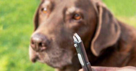 close-up of a tick held in tweezers with a black labrado retriever in the background