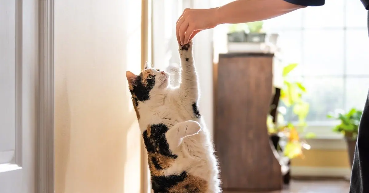 How To Train A Cat The Beginner’s Guide