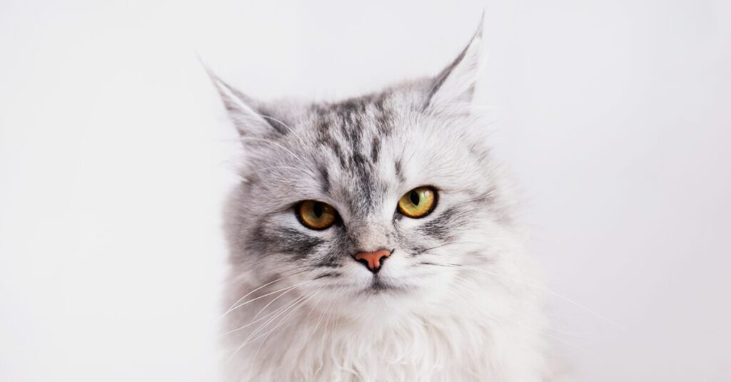 persian-cat_best-cats-for-kids