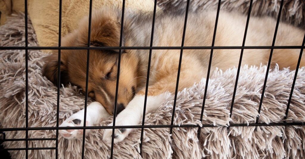 puppy-asleep-in-crate_how-much-do-puppies-sleep