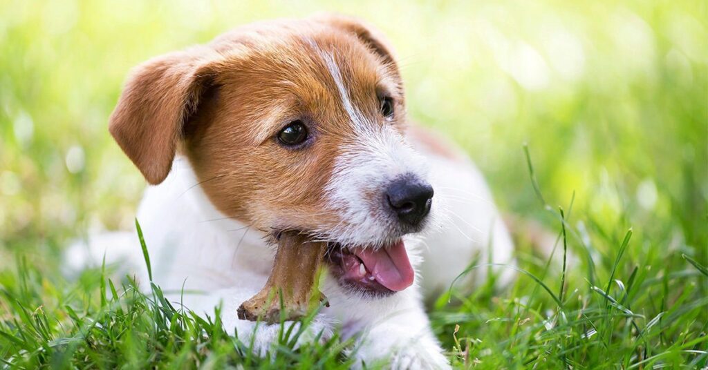puppy-chewing-on-toy_dog-teeth-cleaning