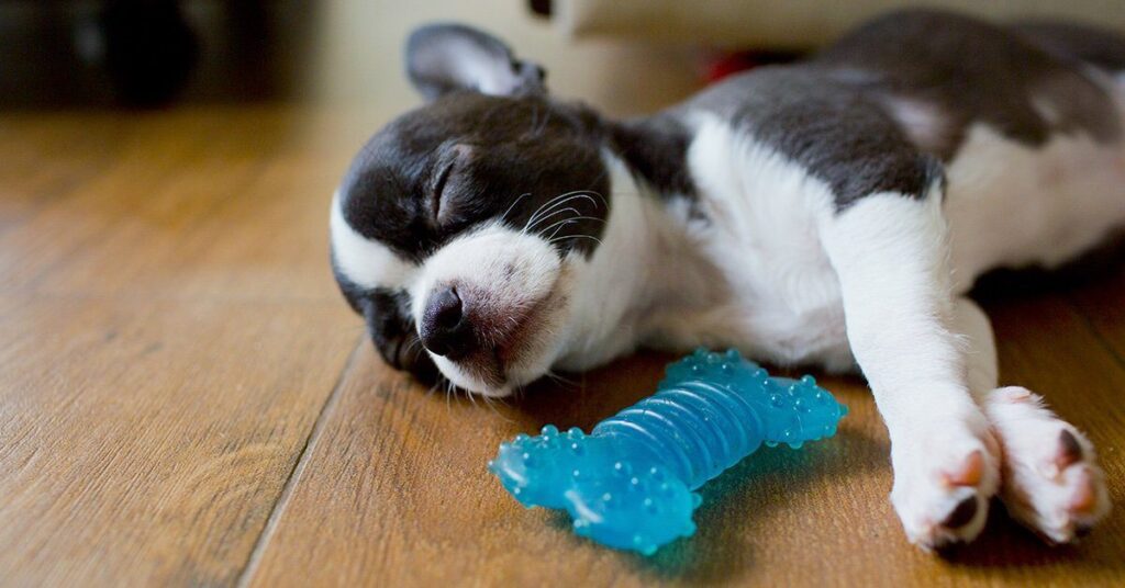 puppy-sleeping-on-toy_how-much-do-puppies-sleep