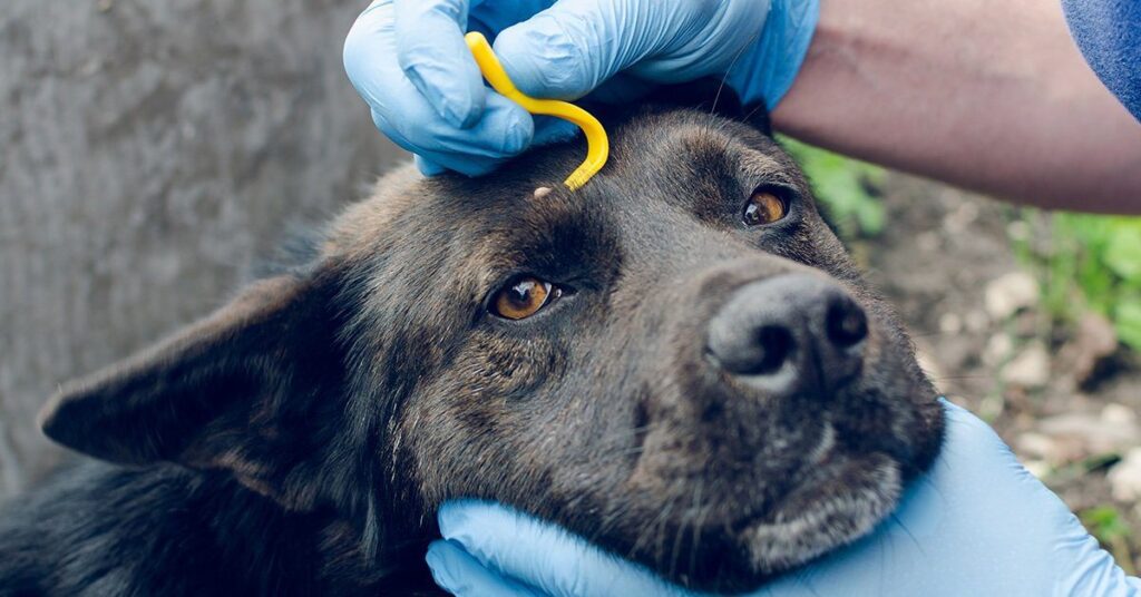 tick-removal-stick_how-to-get-a-tick-ff-a-dog