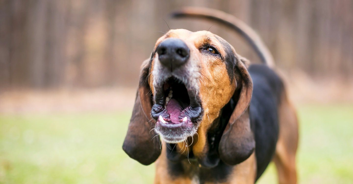 how to stop a nervous dog barking