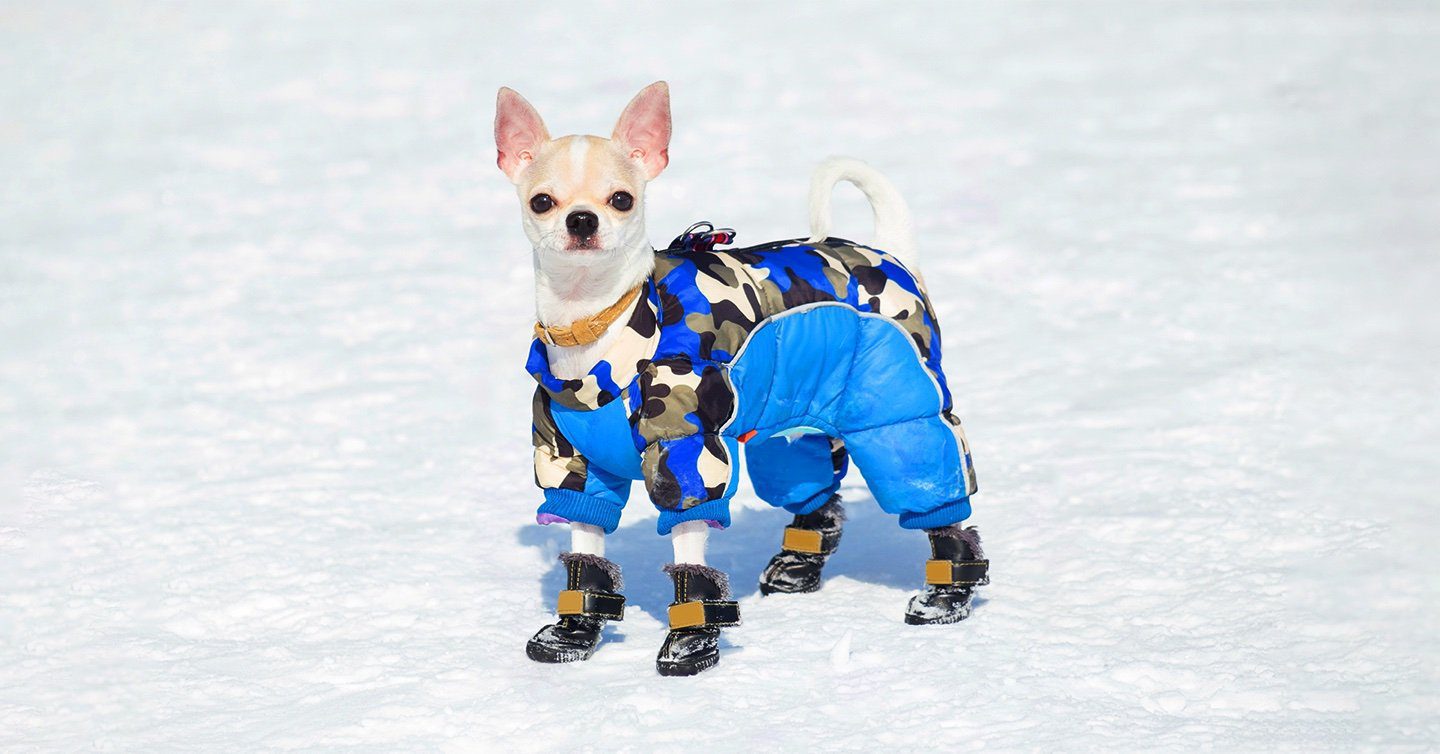 https://www.pumpkin.care/wp-content/uploads/2022/01/winter-dog-boots.jpg