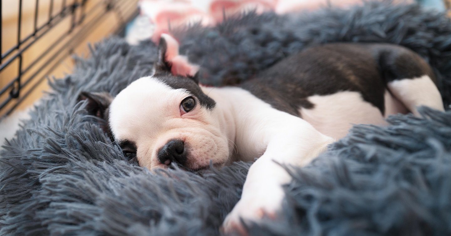 The First Night With Your New Puppy: What To Expect - Pumpkin®