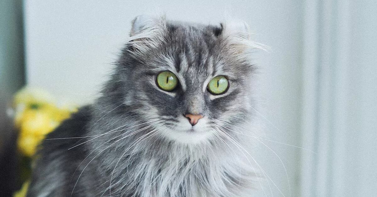 American Curl Cat: Everything You Need To Know
